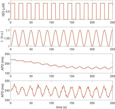 Time Course of Low-Frequency Oscillatory Behavior in Human Ventricular Repolarization Following Enhanced Sympathetic Activity and Relation to Arrhythmogenesis